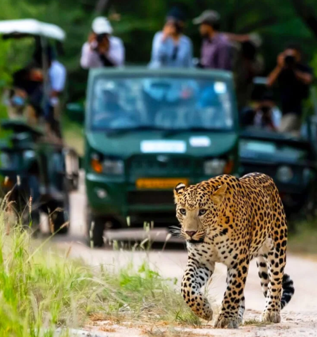Leopard Safari