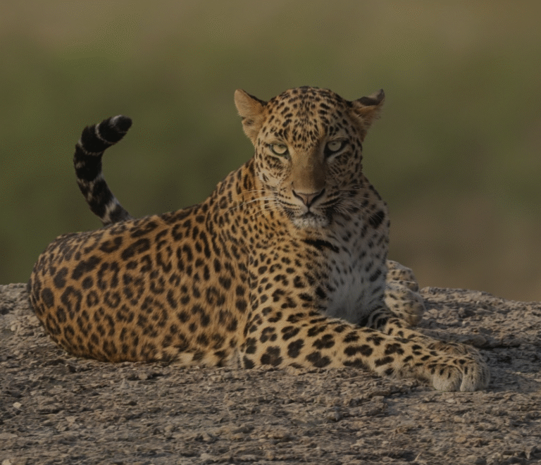 Explore Jawai’s Wildlife and Culture